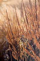 Veronicastrum virginicum seed heads