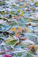 Frosted leaf carpet