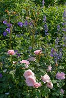 Rosa 'Queen of Sweden', Nepeta grandiflora 'Summer Magic and Geranium magnificum - Hardy Geranium. 