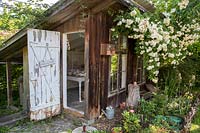 View of the ancient chicken house turned shop, with rambling Rosa 'Bobby James' in full bloom. 