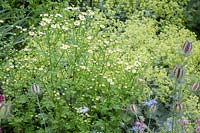 Flowerbed with Matricaria discoidea - Wild Chamomile, Alchemilla mollis - Lady's mantle, Nigella damascena - Love-in-the-mist and Tanacetum parthenium - Feverfew. 