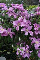 Clematis 'Hagley Hybrid' 