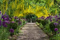 The Laburnum Tunnel at the Dorothy Clive Garden, with alliums, and box topiary balls lining the route.