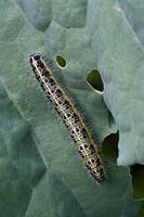 Pieris rapae - Cabbage White Butterfly caterpillar on damaged leaf of Purple sprouting broccoli. 