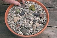 Adding stone and gravel top dressing to Lithops landscape in terracotta pot.  