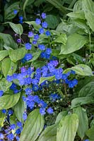 Omphalodes cappadocica - Cappadocian Navelwort