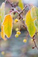 Malus transitoria - Cut-Leaf Crabapple