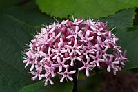 Clerodendrum bungei - Glory Flower