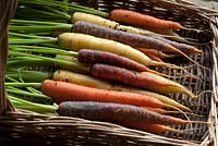Carrot 'Harlequin Mix' - harvested roots in a wicker trug
