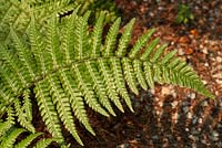 Dryopteris affinis 'Golden Scale'