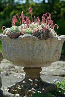 Echeveria elegans in stone container