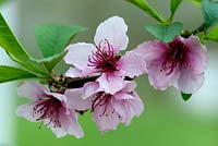 Prunus persica var. nectarina 'Humboldt' - Nectarine 'Humboldt'