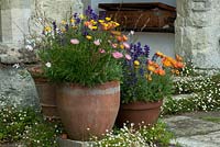 Terracotta containers planted with Arctotis, Eschscholzia, Salvia viridis and Gaura. 