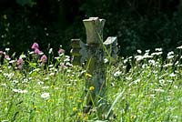 Wild flowers in a country Churchyard with lichen covered gravestone. 