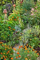 Beneficial planting with flowers in potager vegetable garden:
 Agastache rugosa 'Blue Fortune', Foeniculum vulgare - fennel, Echinacea
 purpurea 'White Swan', Verbena bonariensis, Helichrysum italicum, 
Lavandula angustifolia, Salvia nemorosa, Dahlia merckii, Tagetes patula - French marigolds and 
Trapaeolum majus - nasturtium.