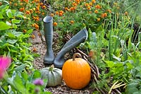 Harvested pumpkins and pair of wellies in vegetable garden. 