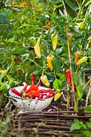 Harvesting sweet peppers and chillies.