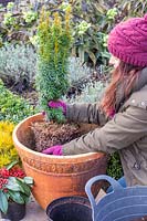 Woman planting Taxus baccata 'David' in large terracotta pot.