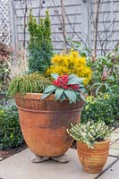 Large terracotta pot planted with mixed evergreen, winter-interest shrubs.