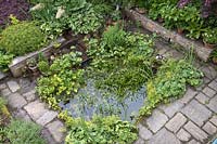 Looking down on pond filled with aquatic and marginal pond plants including Caltha 
palustris - marsh marigold or kingcup and  Stratiotes aloides -water soldier. Beds around pond include
including Acer plamatum varieties - Japanese maples, variegated Hosta and 
flowering Rodgersia aesculifolia.