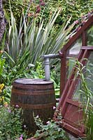 Oak barrel water butt for collecting rain water from the greenhouse roof. 