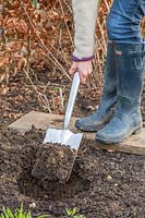 Woman digging planting hole for bare root rose.