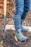 Woman firming soil around base of newly planted rose with heel of boot.