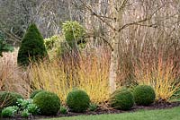 Box balls with the coloured stems of Cornus sanguinea 'Midwinter Fire' and white stemmed birch in the Winter Garden at Sir Harold Hillier Gardens, Hampshire County Council, Romsey, Hants, UK