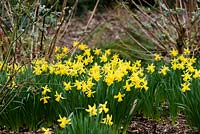 Narcissus 'February Gold' - Daffodil 'February Gold'