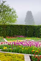 Colourful display of lily flowered tulips including orange 'Ballerina', magenta 'Purple Dream', yellow 'West Point' and red 'Aladdin' in a colour garden based on a stained glass window in the Lady Chapel in Wells Cathedral. Bishop's Palace Garden, Wells, Somerset, UK
