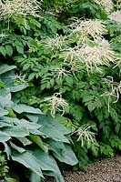 Aruncus dioicus - Goat's Beard with Hosta 