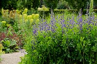 Baptisia australis - False Indigo