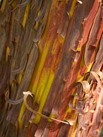 Pealing bark of Arbutus x andrachnoides - strawberry tree