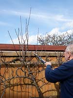 Man pruning Malus -  apple -  tree growing against a fence, using loppers to 
take out all upward growing straight shoots