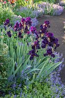 Iris barbata 'Superstition' and Nepeta x faassenii - catmint