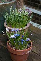 Early spring flowering bulbs in terracotta plants, including Muscari, Chionodoxa and Scilla. 