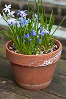 Frost damage on terracotta clay pot, planted with blue flowering bulbs, Chionodoxa and Scilla. 