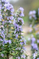 Rosmarinus officinalis 'Miss Jessopp's Upright' - Rosemary 'Miss Jessopp's Upright'
 