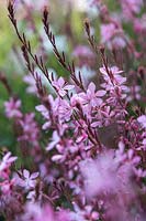 Gaura lindheimeri 'Siskiyou Pink' - Gaura 'Siskiyou Pink'