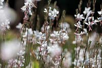 Gaura lindheimeri 'Whirling Butterflies' - Gaura 'Whirling Butterflies'