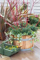 Wooden barrel container planted with Cornus - dogwood, Euphorbia and Hedera - Ivy.