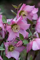 Helleborus x hybridus 'Walbertons Rosemary'   