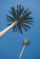 Thinking outside the box - mobile telephone antenna disguised as palm trees in an Agadir park, Morocco
