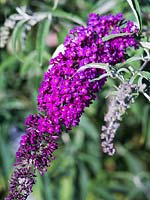 Buddleja davidii Nanho Purple 'Monum' - Butterfly Bush Nanho Purple
