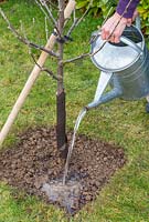 Watering in newly-planted Malus domestica - apple - tree