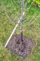 Newly-planted Malus domestica 'Braeburn' - apple 'Braeburn', supported with angled tree
 stake