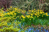 Mixed border with Narcissus 'Tete-a-Tete' - daffodils - and Chionodoxa forbesii growing between shrubs