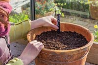 Woman adding plant label to terracotta pot planted with Eucomis zambesiaca 'White Dwarf' bulbs.