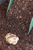Covering Lilium 'Easy Samba' bulb with gritty compost.