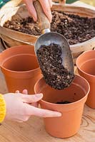 Woman adding gritty compost into plastic plant pots.